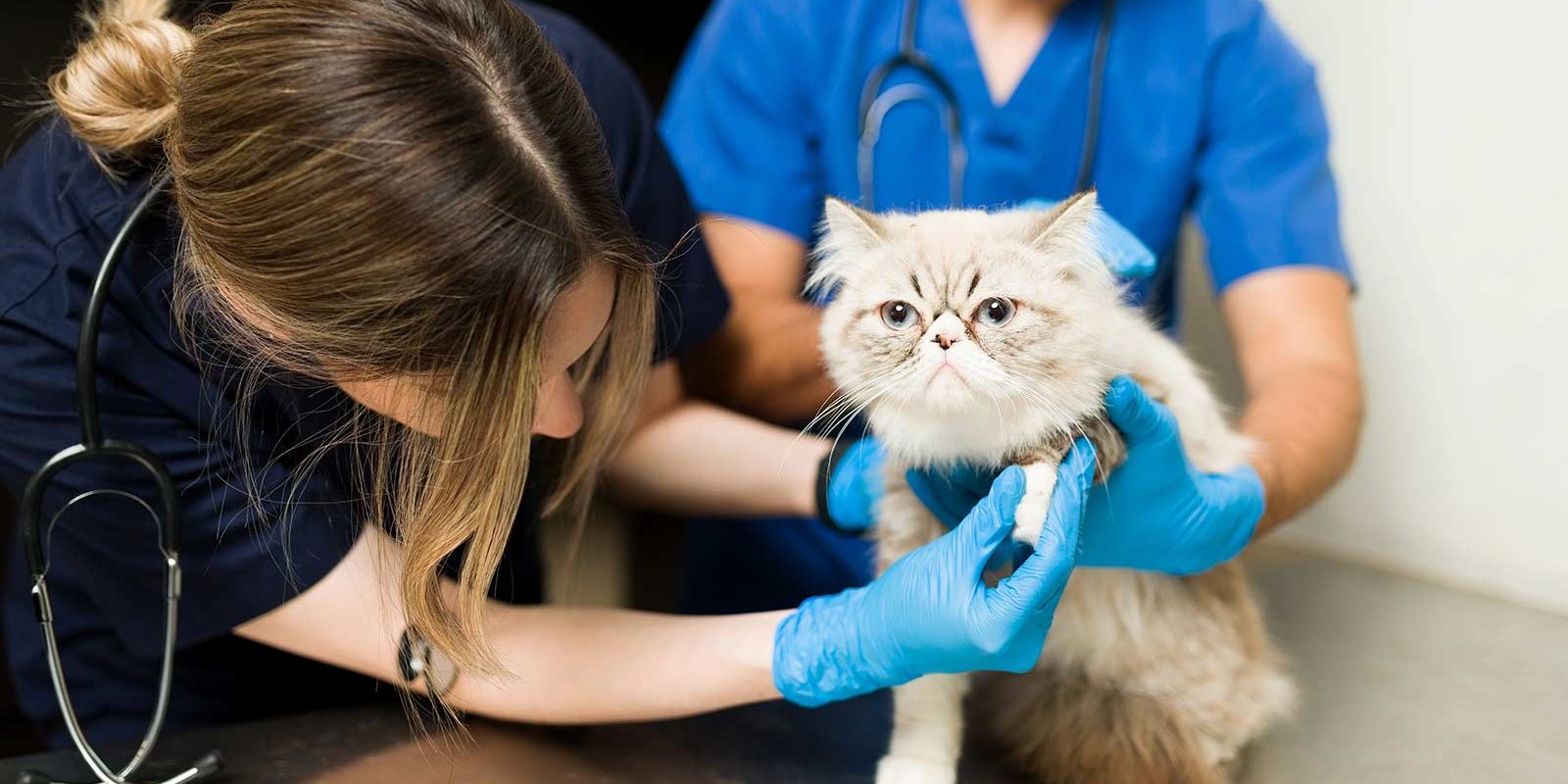 Vet Clinic with Cat